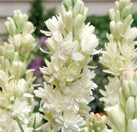 tubarózsa hagyma eladó|Polianthes tuberosa – Tubarózsa